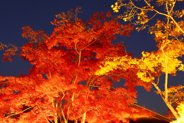 燃える秋