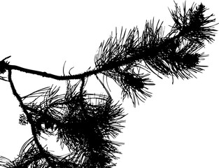 A pine branch in silhouette