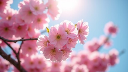 The image is a close-up of a branch of a tree with pink cherry blossom flowers. The flowers are in full bloom, with delicate petals that are a soft pink color and have a yellow center.