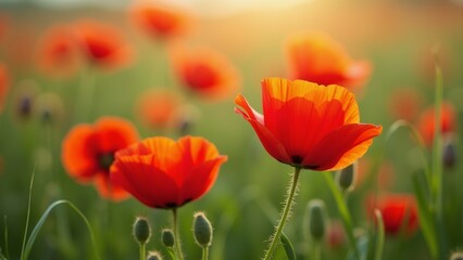 Naklejka premium The image is a close-up of a field of red poppies. The flowers are in full bloom, with their petals open wide and their vibrant orange color standing out against the green foliage.