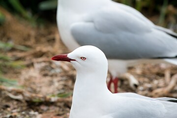 Closeup of Two Seagulls, Coastal Birds in Detail
