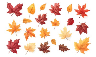 Autumnal colorful leaf set on white.