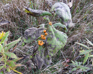 Triosteum perfoliatum | Late Horse Gentian | Fever-wort | Wild Coffee | Native North American Wildflower