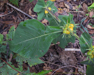 Triosteum perfoliatum | Late Horse Gentian | Fever-wort | Wild Coffee | Native North American...