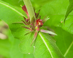 Fototapeta premium Triosteum perfoliatum | Late Horse Gentian | Fever-wort | Wild Coffee | Native North American Wildflower