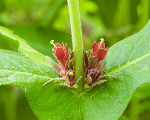 Triosteum perfoliatum | Late Horse Gentian | Fever-wort | Wild Coffee | Native North American Wildflower