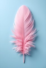 pink feather isolated on light blue background 