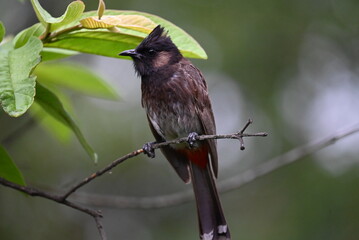 Red vented bulbul on the branch