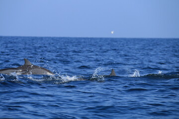 Dolphins in the Indian Ocean, Sri Lanka 