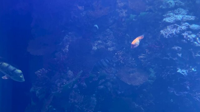 Cichla kelberi, Red Blood Parrot Fish, cichlasoma, cichlids and other predatory fish swim in a huge freshwater aquarium.