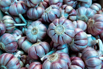 Garlic heads