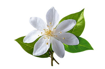 Obraz premium Ethereal Jasmine Flower with Leaves in Full Bloom