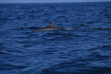 Dolphins in the Indian Ocean, Sri Lanka 