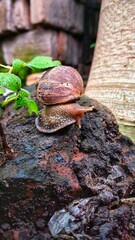 A solitary snail crawling on a mossy rock