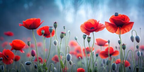 Obraz premium Dense red poppy flowers swaying gently in the morning mist
