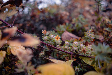 Autumn Early Morning. Bushes and Leaves in Drops of Dew and in the Spider Web. Beautiful autumn plant and fruits close up