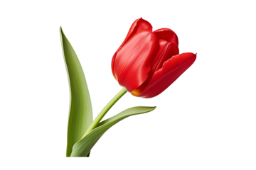 vibrant red tulip flower with green leaves, beautifully isolated on transparent background, symbolizes love and passion, perfect for floral arrangements or spring themes
