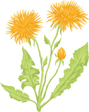 Dandelion clip art preview