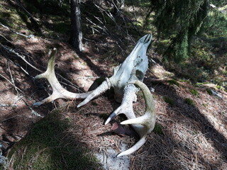 Fototapeta premium Antlers and deer skull in a summer forest in Finland