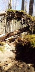 Close up moss on stick