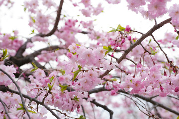 Branches of sakura flowers, cherry blossom