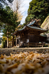 鎌倉2412　十二所神社3　落ち葉