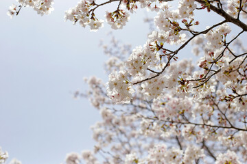 Obraz premium Branches of sakura flowers, cherry blossom