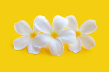 Plumeria or frangipani flower on yellow background. Top view