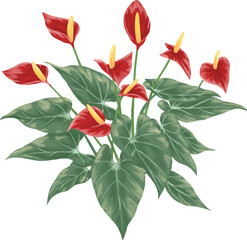 red anthurium botanical painting illustration