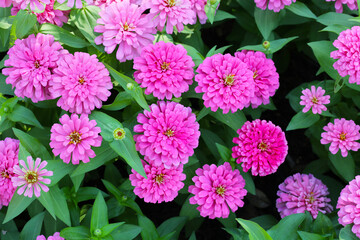 Blooming zinnia flowers in the field