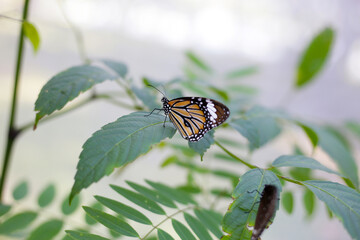 A beautiful butterfly in the garden