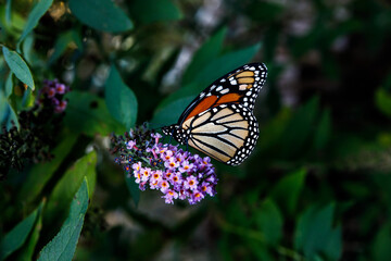 Obraz premium monarch butterfly on flower