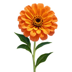 The beauty of Zinnia elegans in different colors