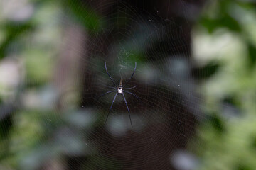 A large spider with long , slender legs and colorful abdomen sitting in the center of web. The background is blurred and out of focus.