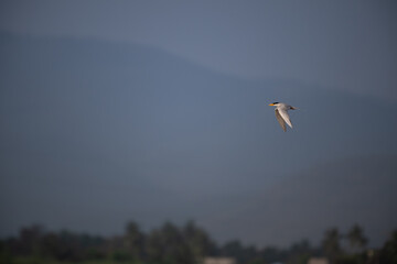 The graceful River tern in flight against a soft, textured background. The bird plumage is predominantly white, contrasting beautifully against the muted tones of the background.
