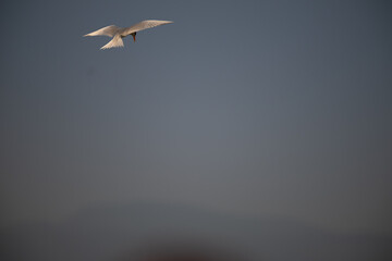 The graceful River tern in flight against a soft, textured background. The bird plumage is predominantly white, contrasting beautifully against the muted tones of the background.