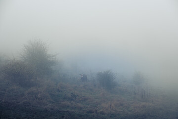 Horses graze in a field in thick fog on a hillside. Pasture in the early morning, silhouettes of cows and horses emerge from the fog