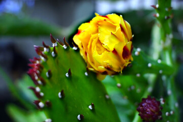 FLOR AMARILLA DE CACTUS EN JARDÍN BOTÁNICA ESPINA