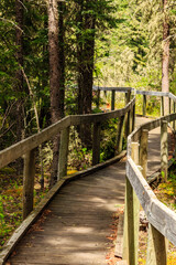 A wooden walkway in a forest with trees on either side