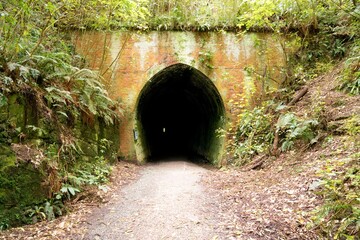 Dark Black Tunnel in the Forest, Mysterious Pathway through Dense forest