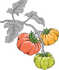 Tomato fruit botanical colored sketch illustration