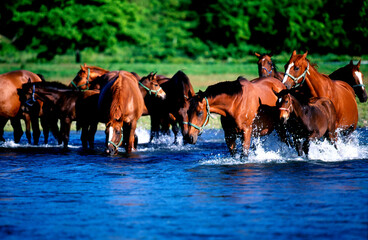 競走馬の川渡（浦河町）