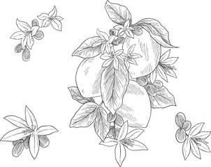 Lemon fruit and flower hand drawn sketch illustration	