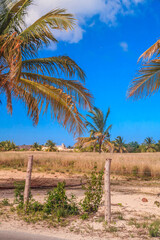 Fototapeta premium A palm tree with a brown trunk and leaves is in the foreground of a field