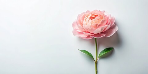 Fototapeta premium Delicate isolated crepe paper peony flower on a minimalist white background , floral arrangement, delicate