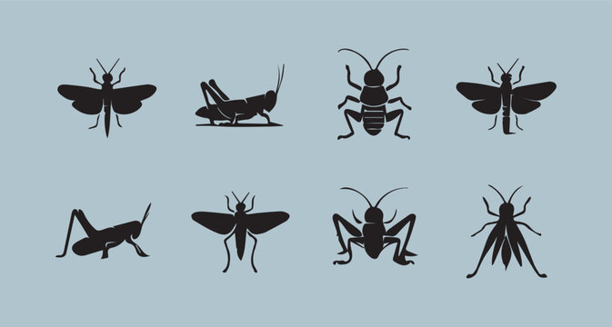 Illustration of the grasshopper insects on a colour background