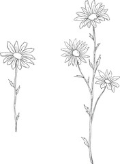 Daisy flower sketch botanical illustration