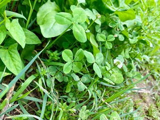 클로버, 네잎클로버