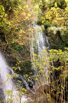 Bara Falls Hidden Behind Lush Forest Plants, Waterfall in Dense Foliage