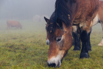 Horses graze in a field in thick fog on a hillside. Pasture in the early morning, silhouettes of...